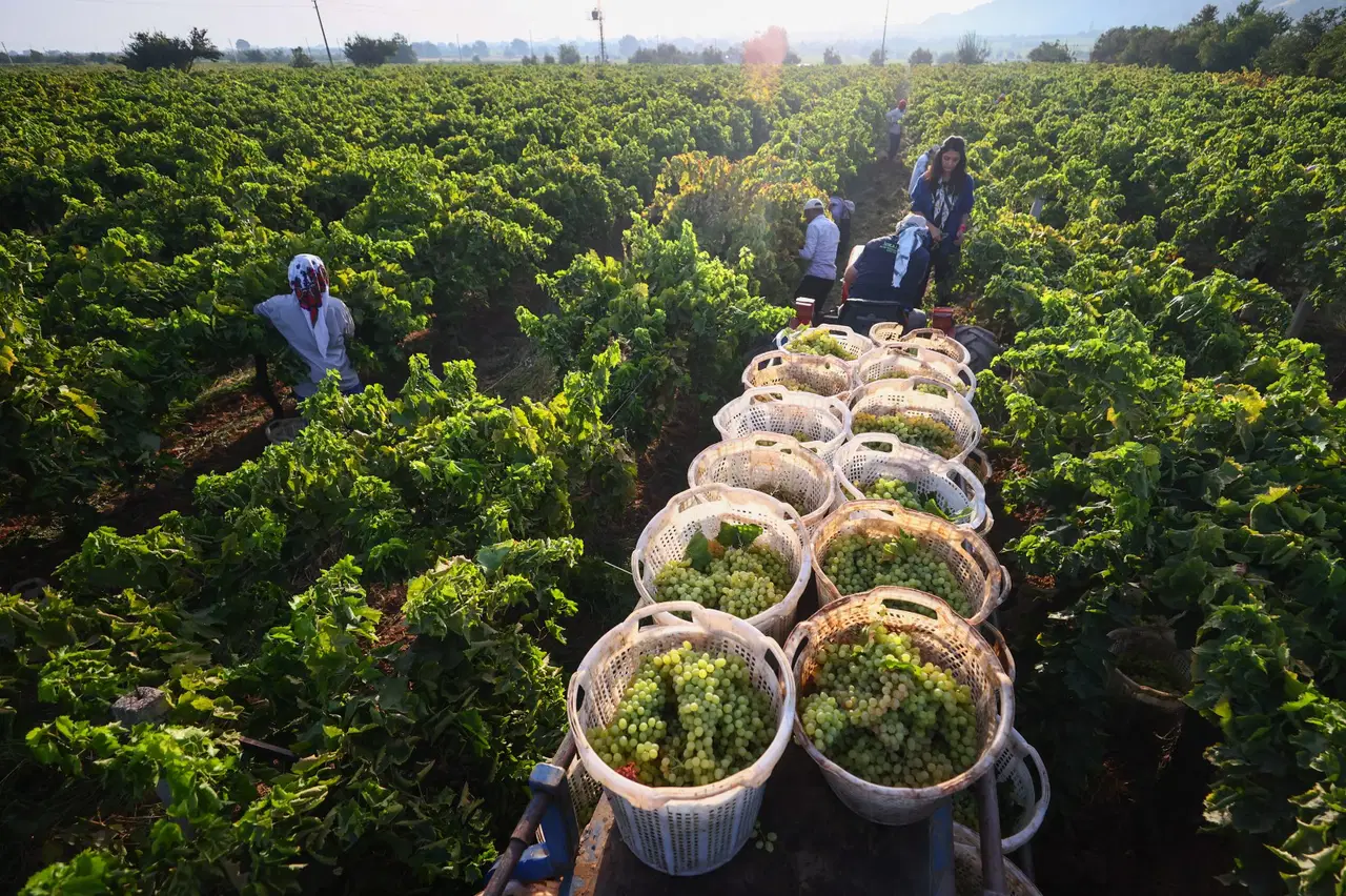 arapgirin meshur kohne uzumune don vurdu rekolte dibe vurdu SWJiSMQT