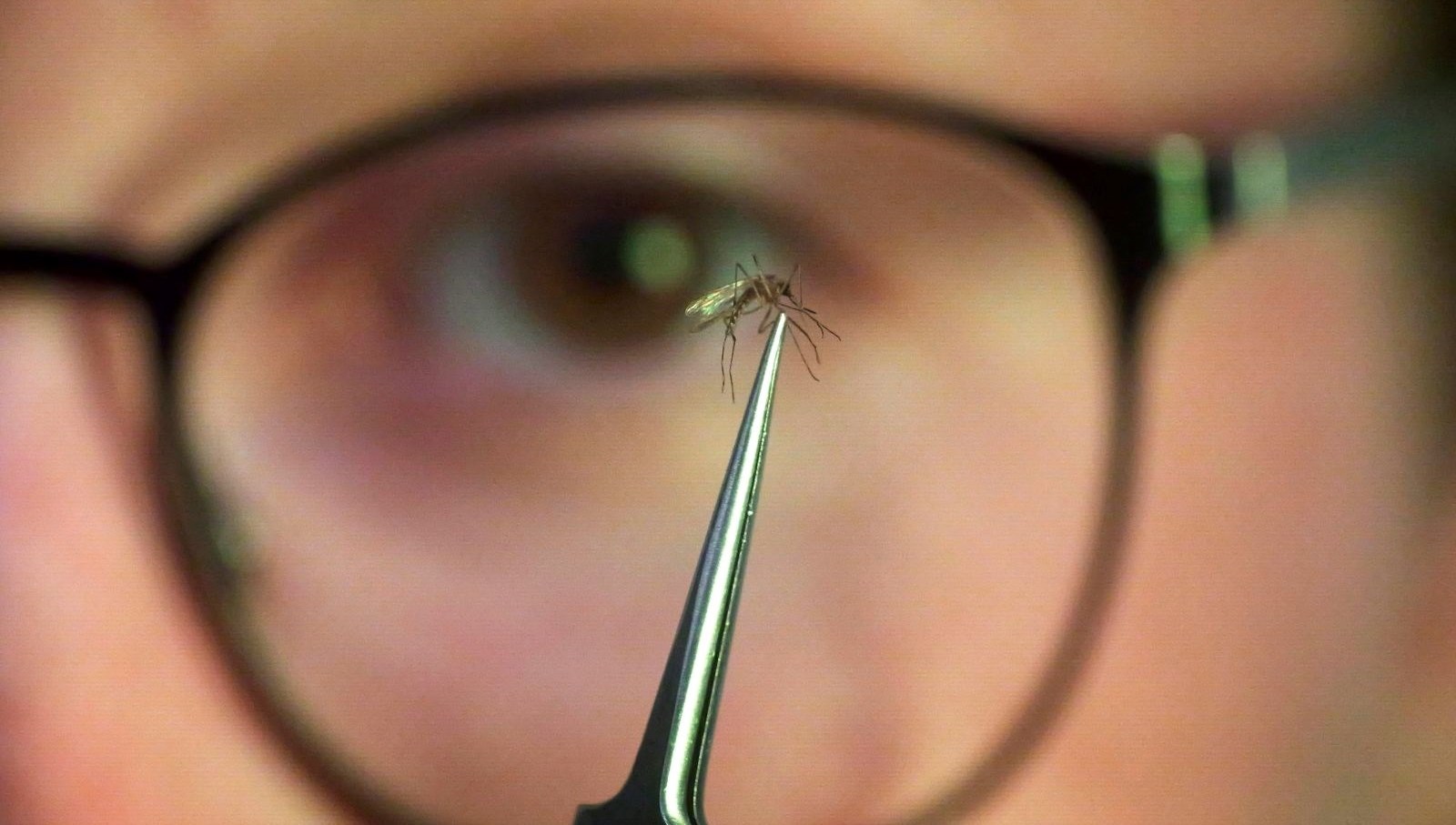 chikungunyasalgini yayildi cinde halk sagligi acil durumu ilan edildi VbjHB3MQ