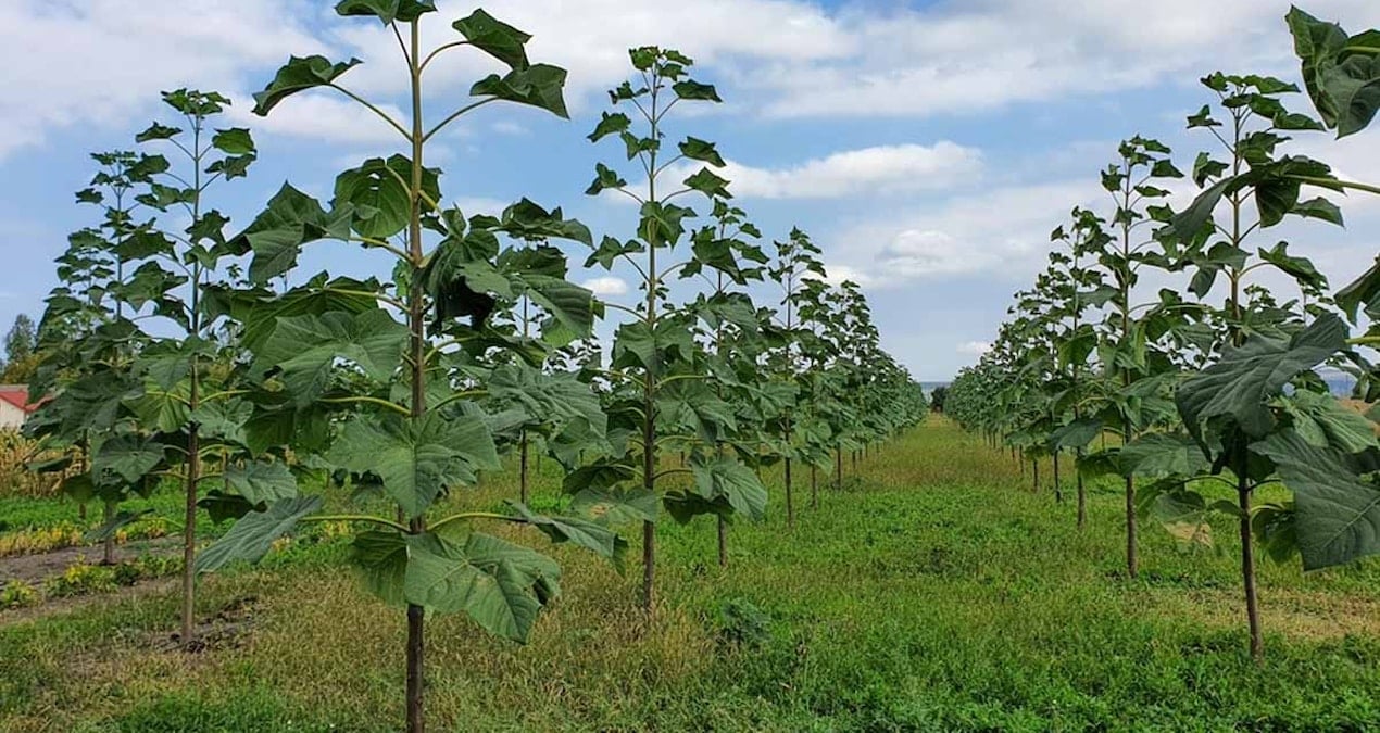 ciftcilere servet vaat ediyor paulownia sihirli agac mi yoksa yeni bitcoin tuzagi mi wYhcCPfi
