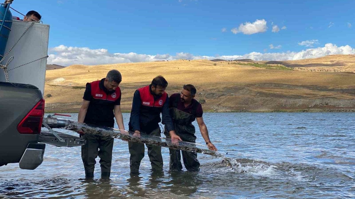 musta golet ve barajlara 1 milyon sazan yavrusu birakildi aYF741af