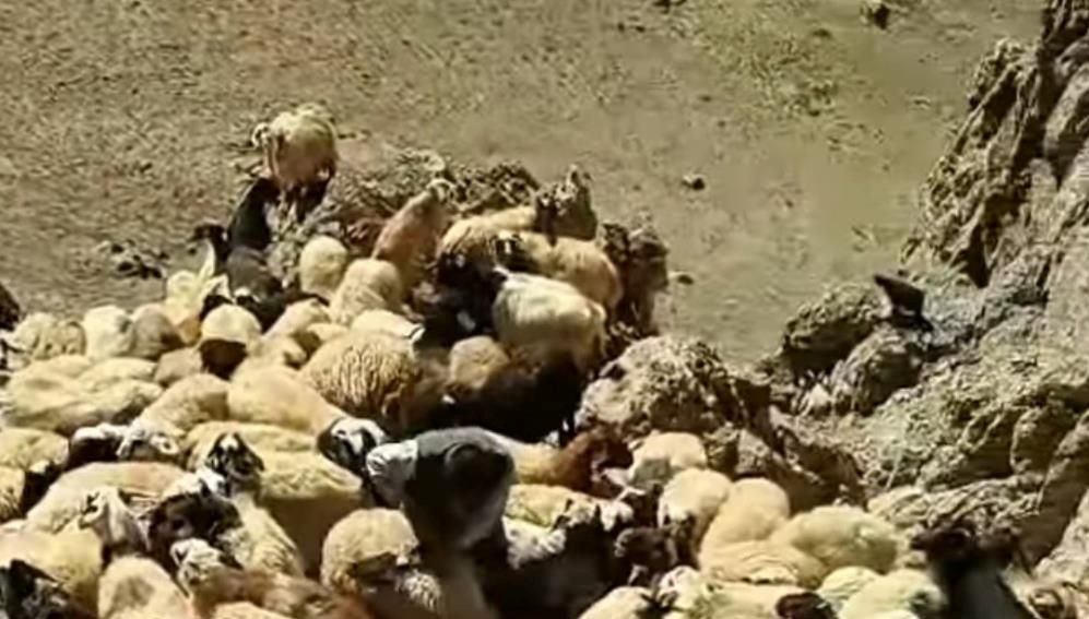 vanda suruye kurtlar saldirdi zc6GfJBk