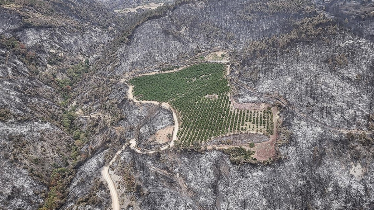 2025te toplam 6 bin 800 orman yangini cikti 80 bin hektar alan kul oldu CJenzbbm