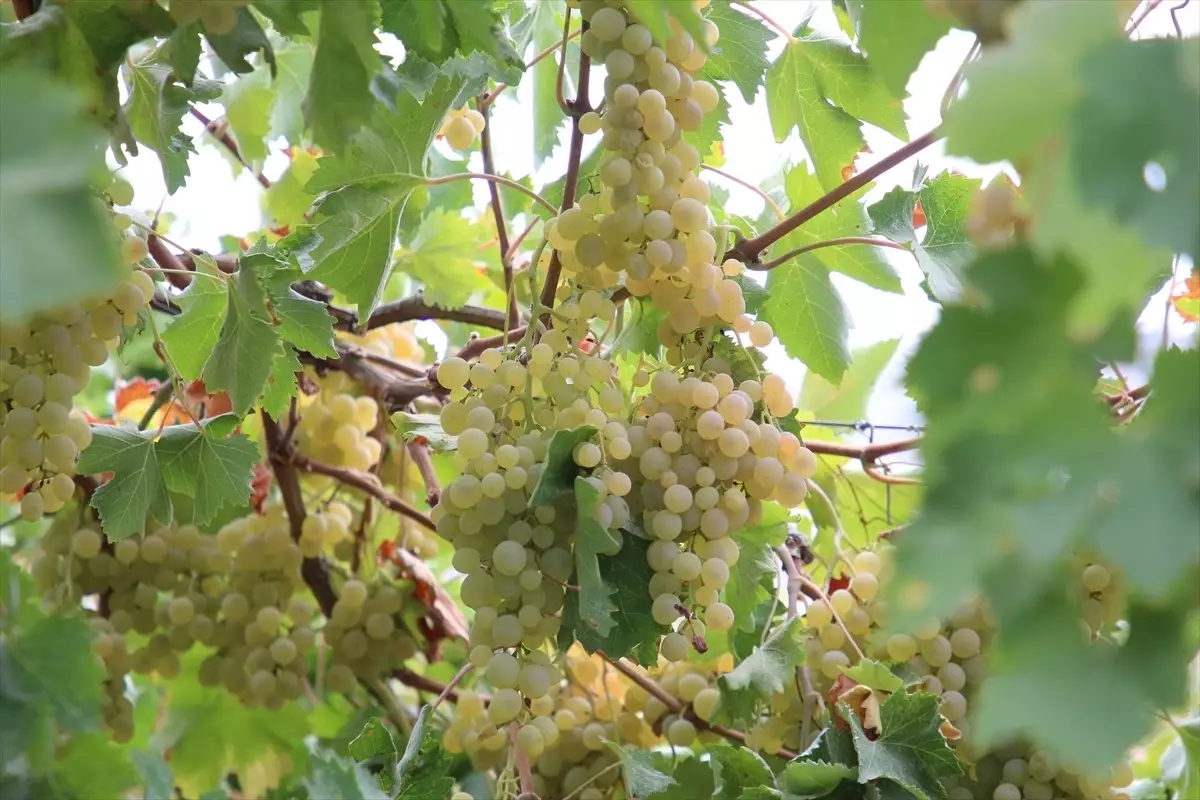 antalyanin kas ilcesinde margaz uzumu hasadi basladi yhRD49pa