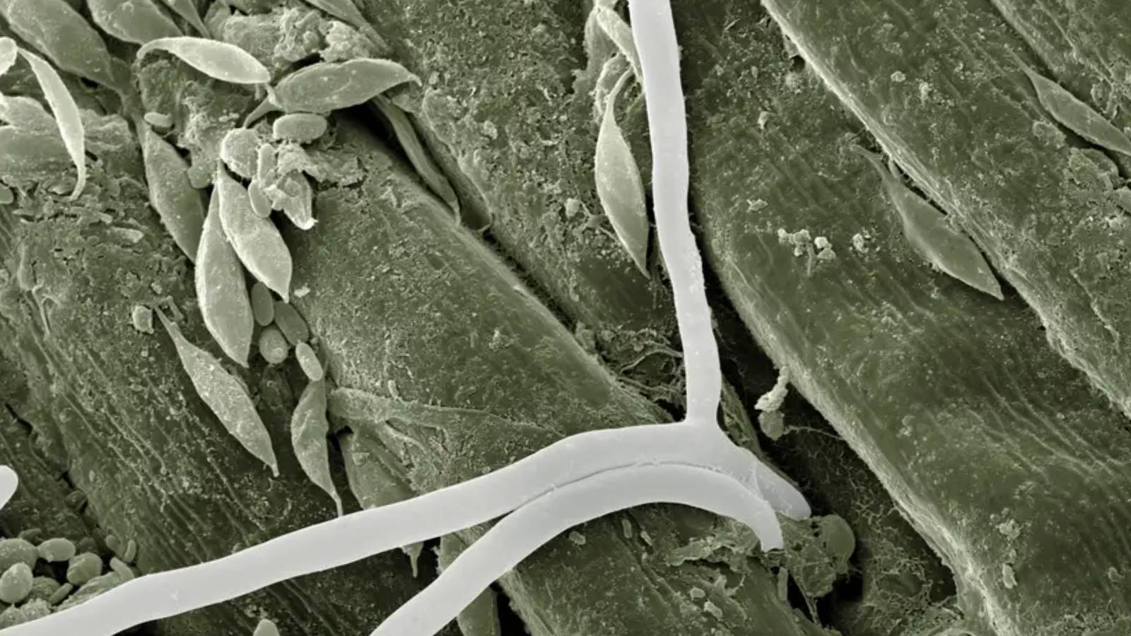 yapay zeka biyoteknolojiyi nasil terore donusturuyor fZP3qVU7.jpg