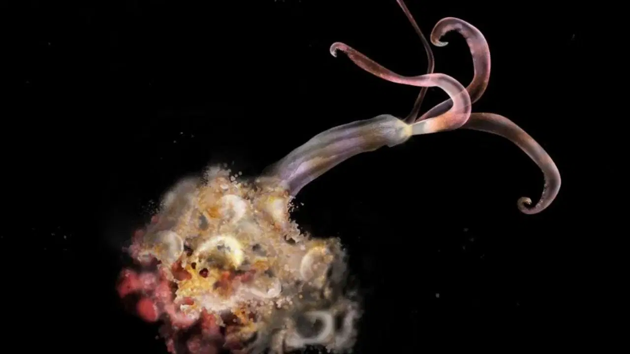 bilim insanlari uyardi zombi solucanlar yok oluyor yWpS5GbX.jpg