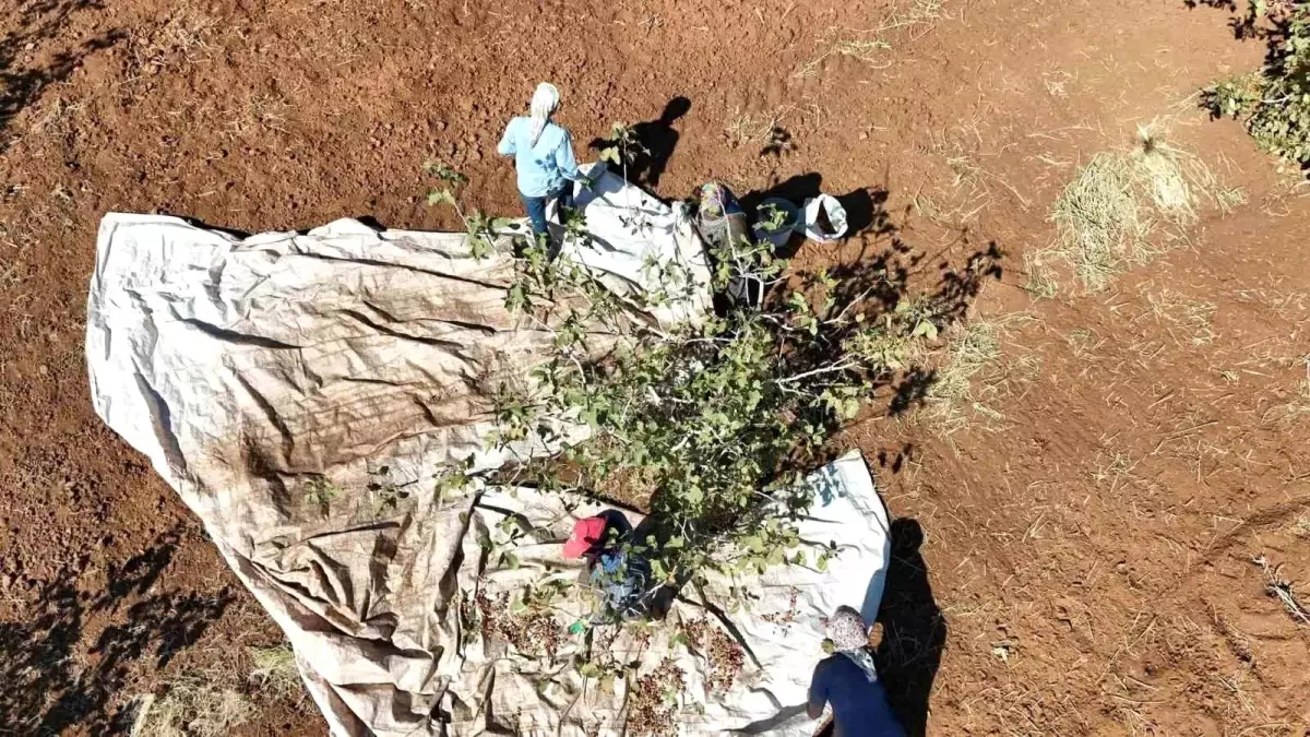 idilde fistik hasadi umut asiladi bKYFM6VK.jpg