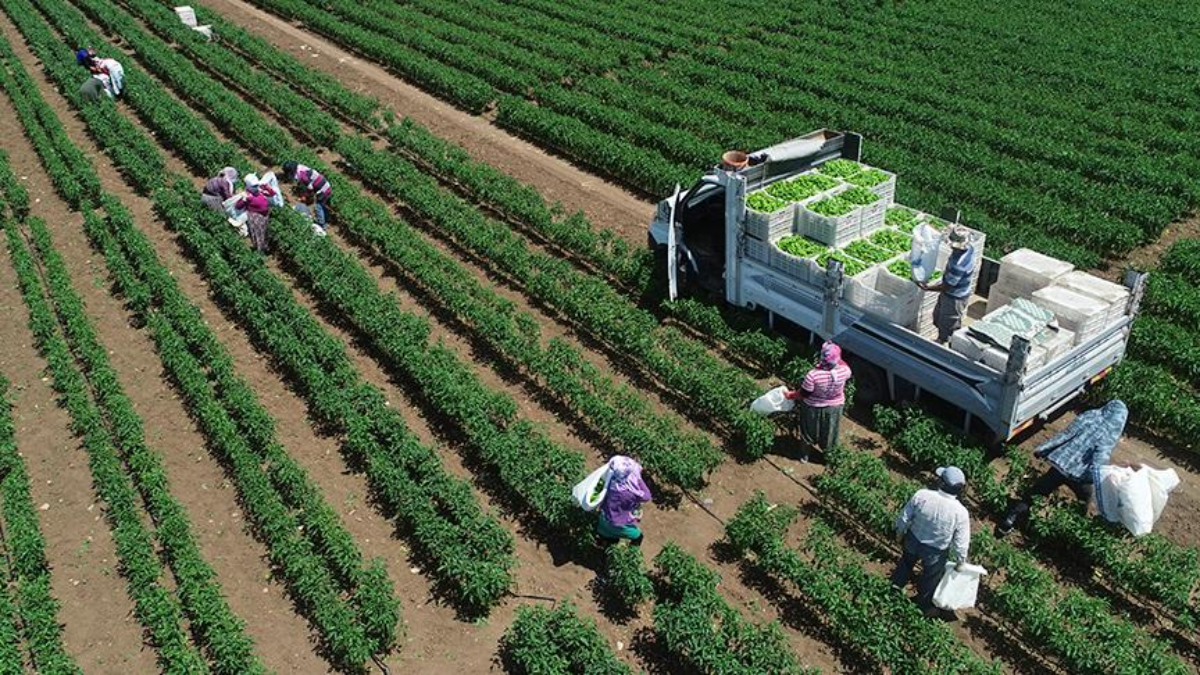 tarimsal uretimde rekor turkiye dunyada 7 avrupada 1inci siraya yerlesti 9IPVnKLP.jpg