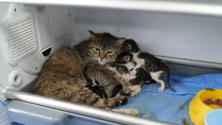 2-yavrusu-olan-kedi-sokakta-bulunan-3-yavruya-da-sutannelik-yapiyor-JUNjcdqk